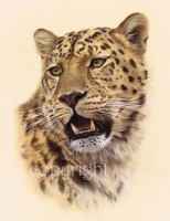 /album/fenykepgaleria/leopard-head-tn-jpg/